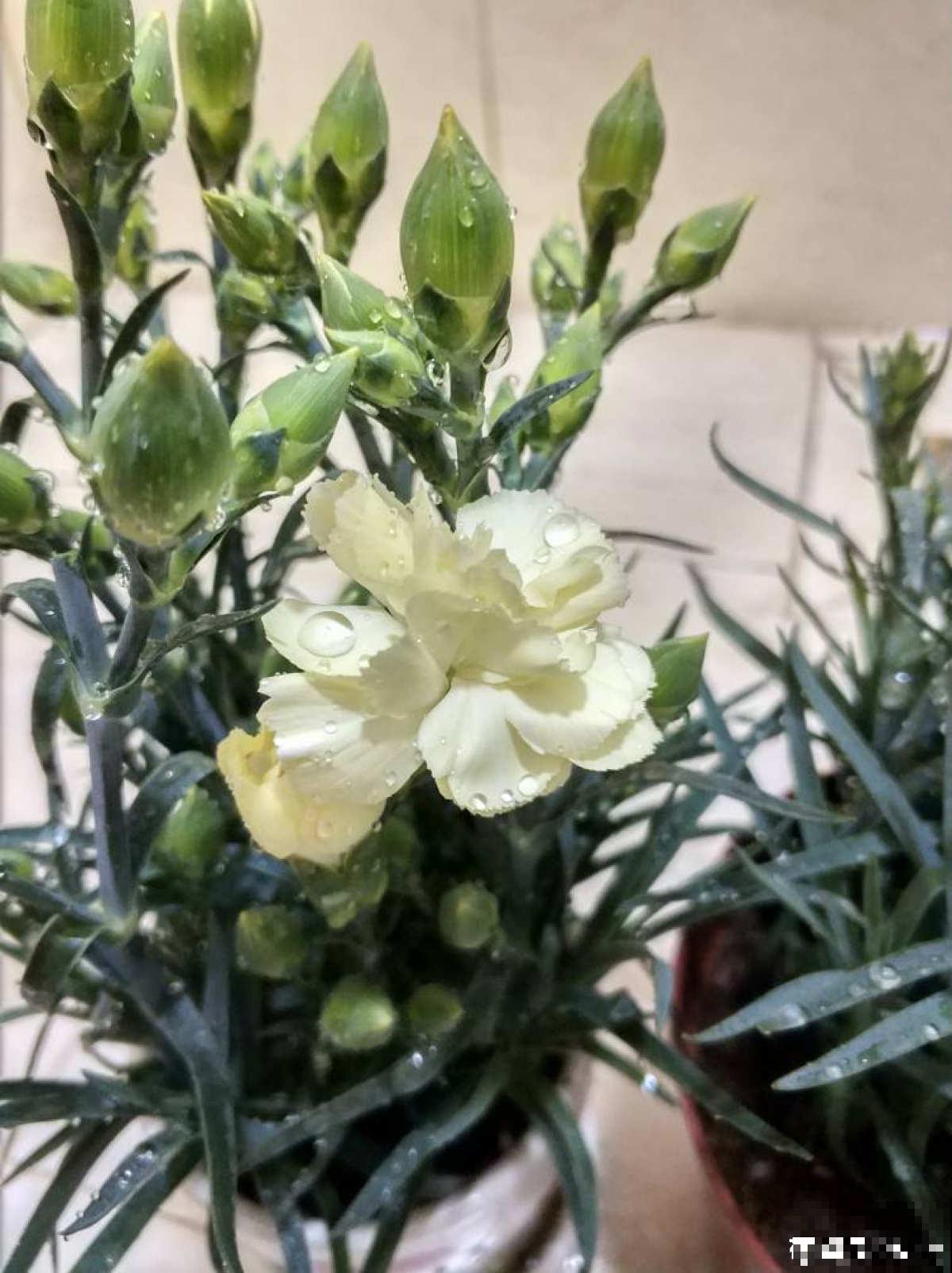 养花必备5件“家伙事儿”，个头小却实在好用，你家有几个？