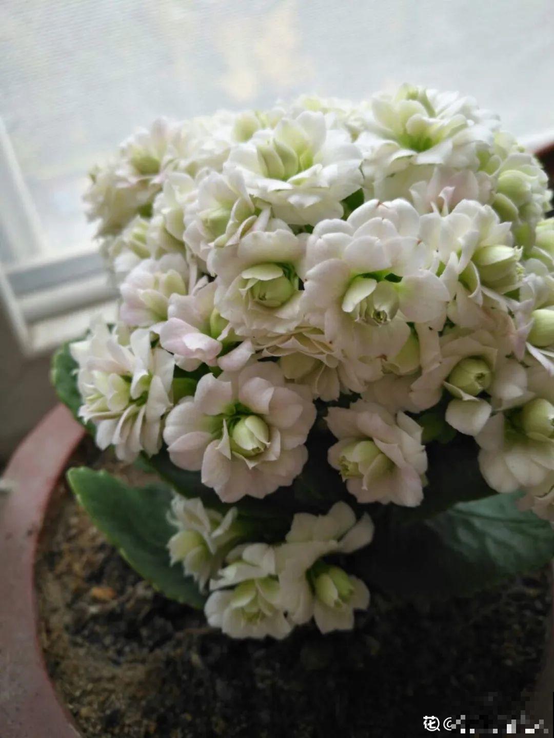 春天养盆绿色花,看着清爽干净,今年一定要养一盆 春天养盆绿色花,看着清爽干净,今年一定要养一盆