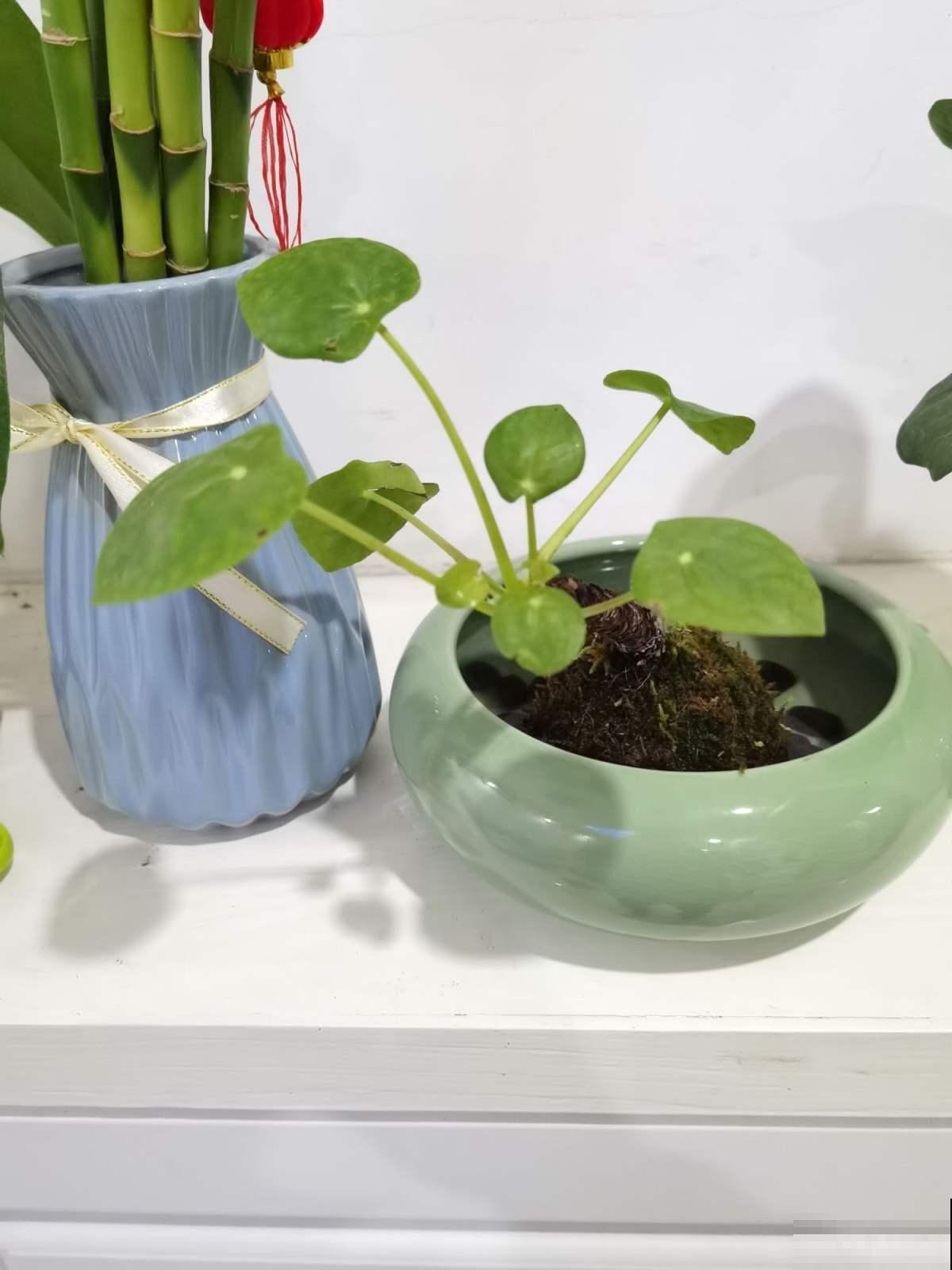 这5种小巧绿植，适合放桌头，迷你又养眼！