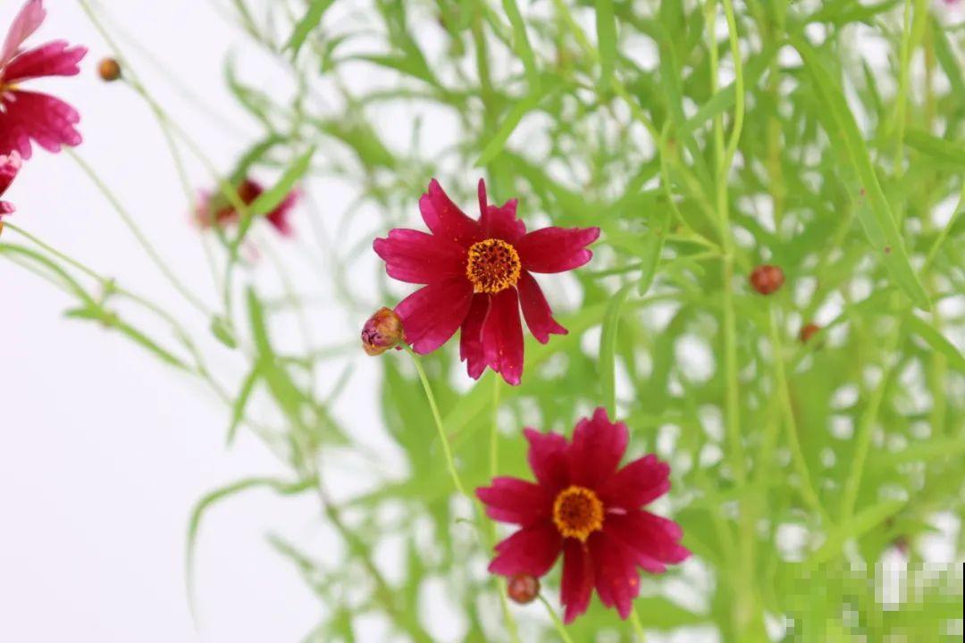 夏天里超能开的花，爆花上百朵，开完剪一刀，很快又爆花