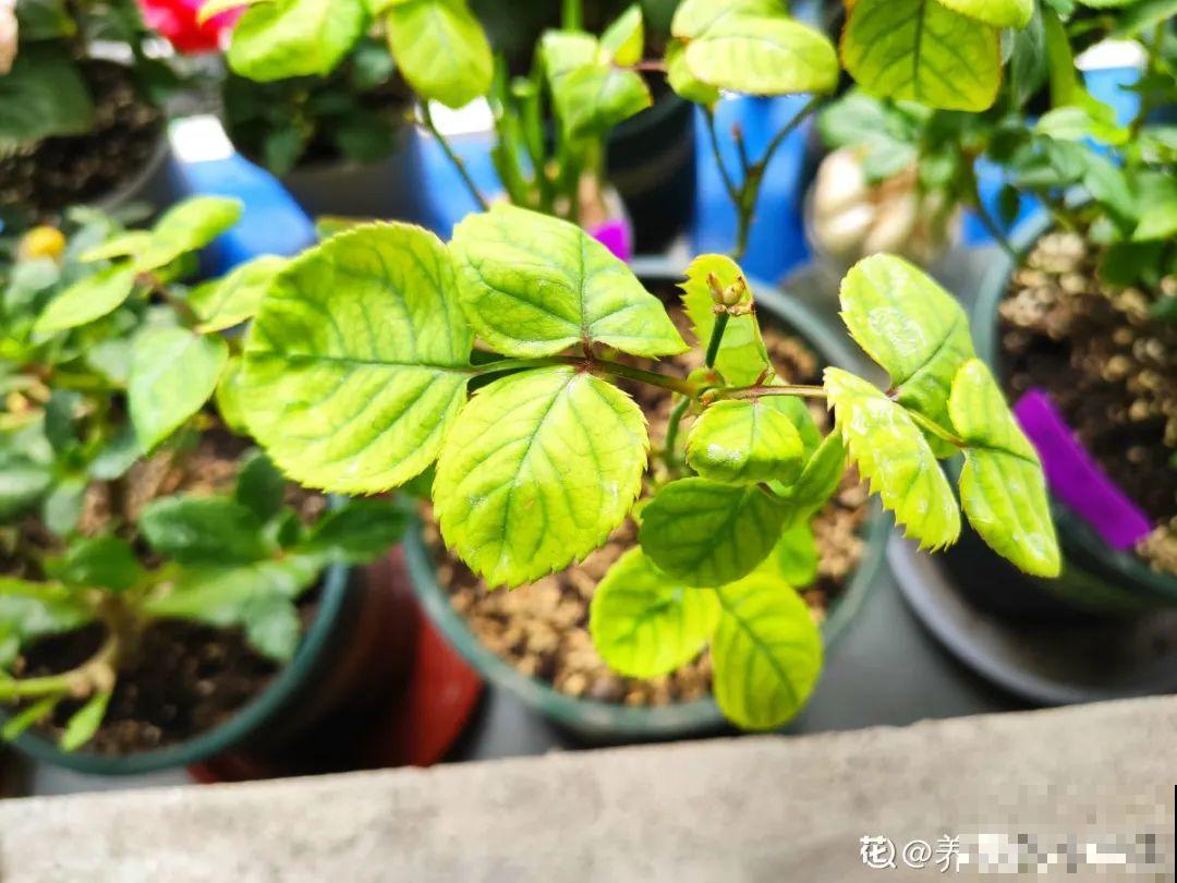 3月份养花,别急着搬出屋外,花容易死翘翘 3月份养花,别急着搬出屋外,花容易死翘翘