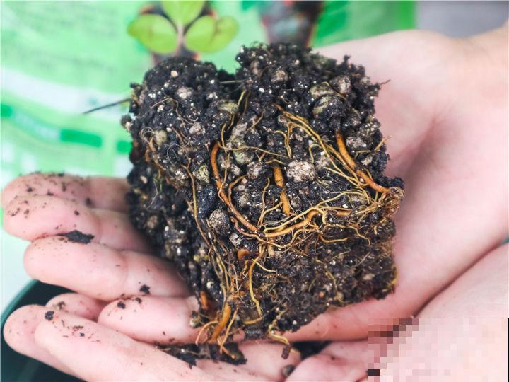 养花时的“行话”，你知道几个？