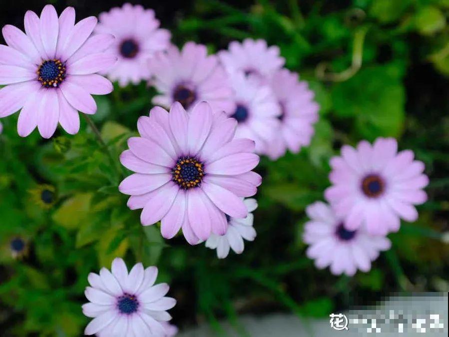 5月出门,收下这份百花图谱,啥花都能叫上名! 5月出门,收下这份百花图谱,啥花都能叫上名!