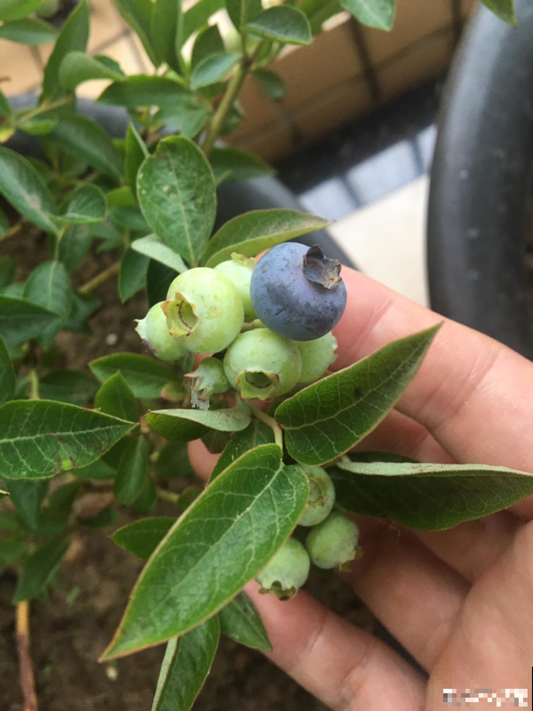 蓝莓自己在家也能种，果子结的一串串，营养价值特高