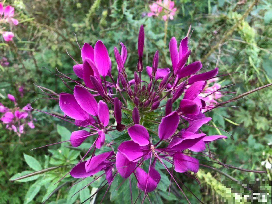 家里养盆“省心”花，自己开花自己结种，不用再买花种了