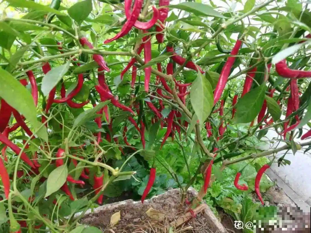 自制杀虫剂，7天喷一次，养花特干净