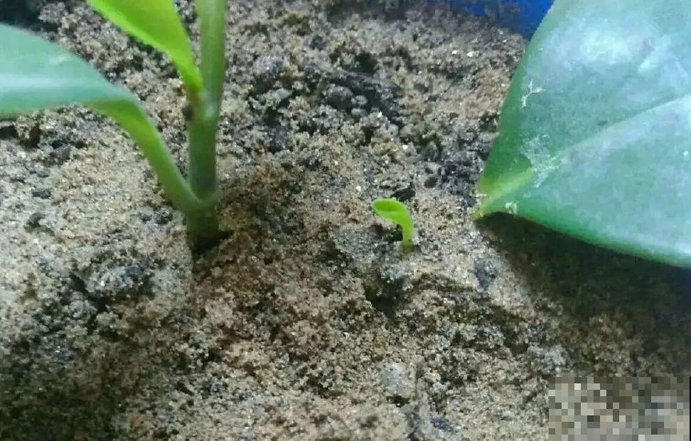 12种花真是太能生，叶子沾土就生根，实在太好活