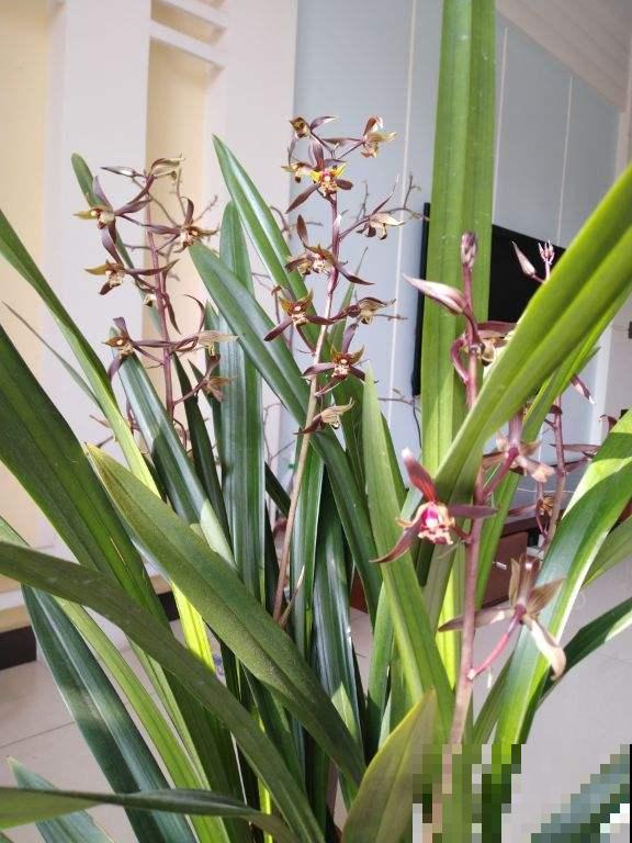 古人喜欢的花，一直传承至今，每一种都超有气质