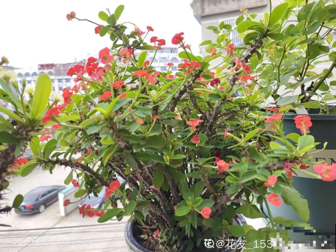 家里养棵“丑八怪”，霸气镇宅，越养越爱