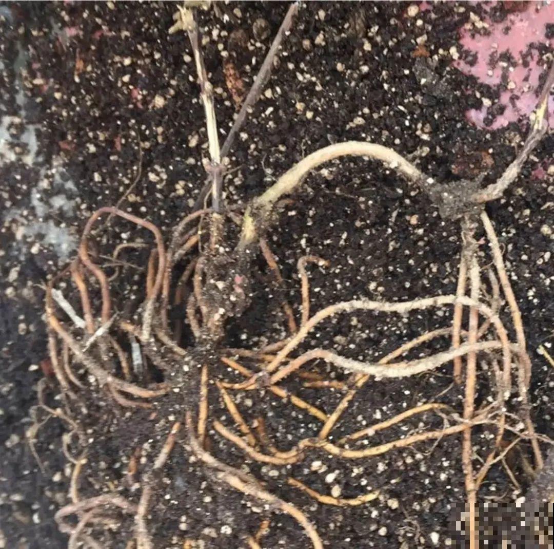 春天最佳繁殖季，扦插播种分株压条，成活率特高