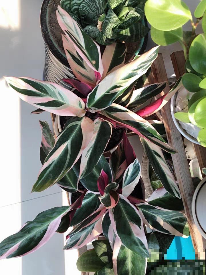 28种耐阴花，没光也能开爆盆，养在家里超有范儿