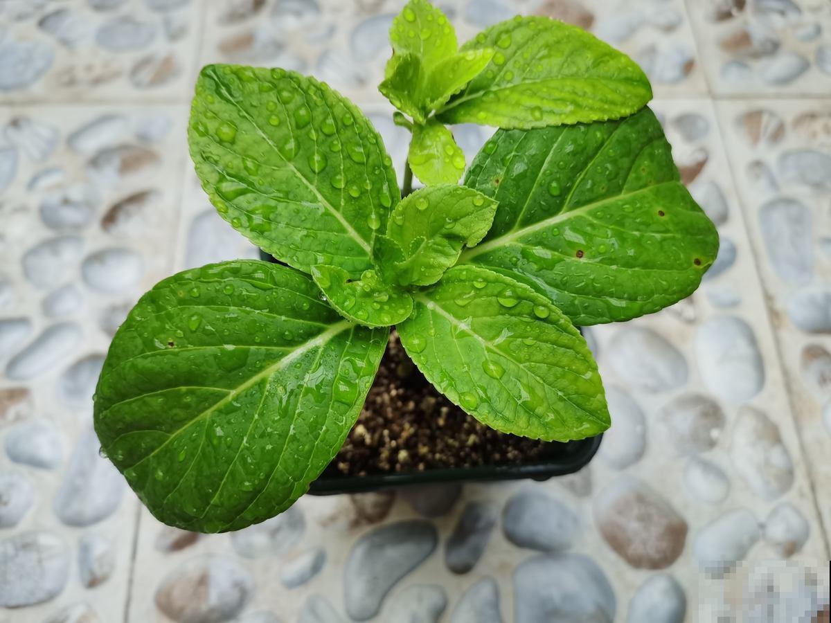 夏天浇水要注意，千万不能浇“半截水”，不然植物都浇死了