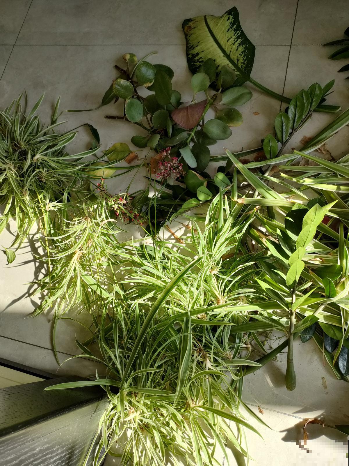 刚入夏,养花更要注意,度夏才更安全 刚入夏,养花更要注意,度夏才更安全