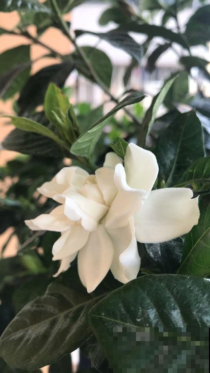 春天养护栀子花，要分清南北方，用对方法才是关键