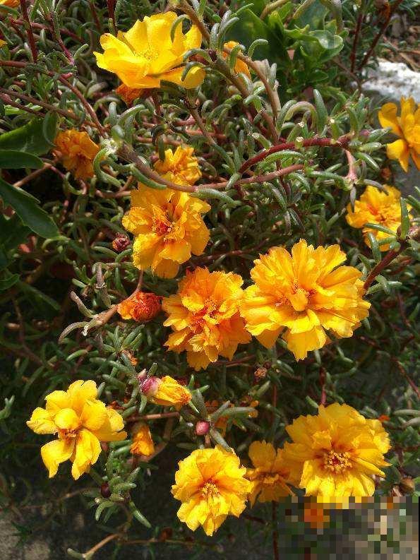 天生“性价比”超高的植物，价格便宜开花还多，适合新手