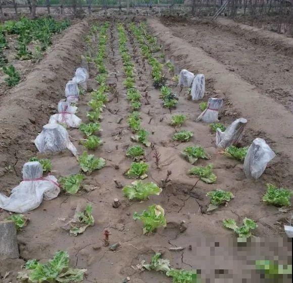 春天的大粗杆子，直接插土里，很快就生根