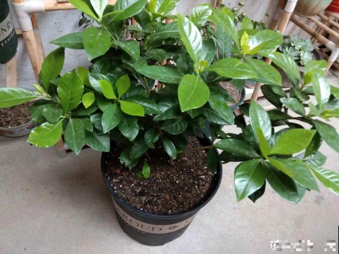 春天肥料要用对，根据植株种类施，效果更好