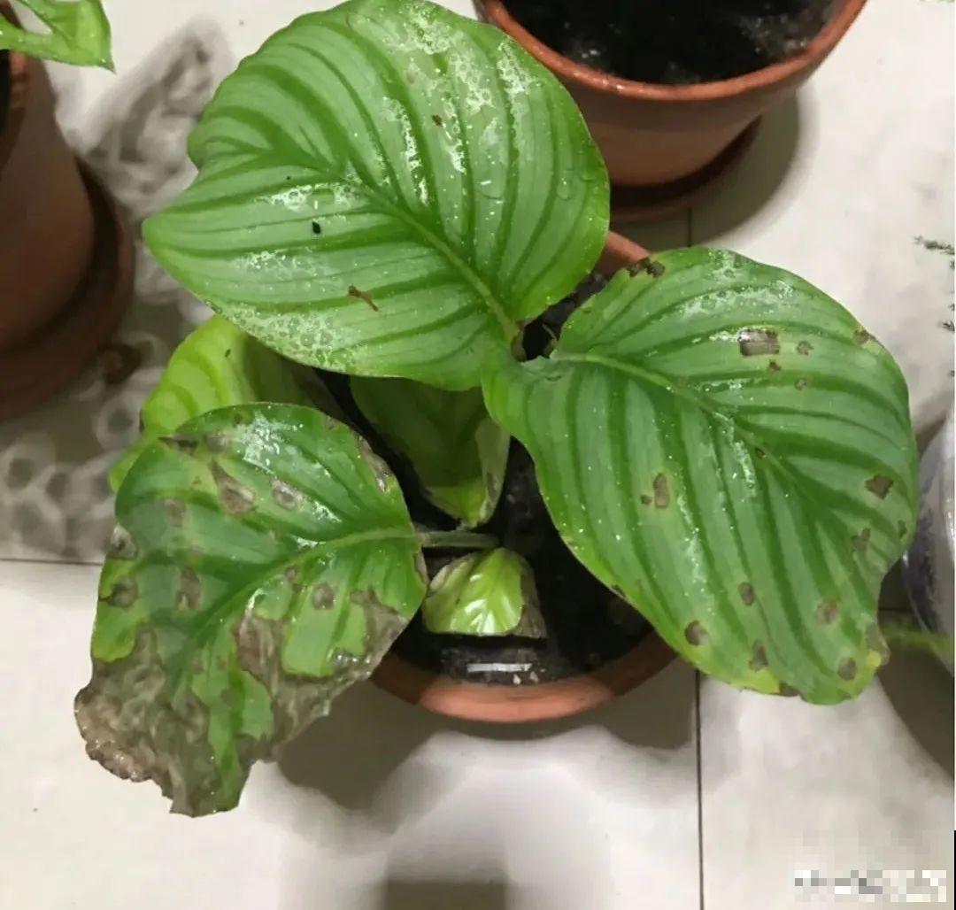 夏天怕晒的花,赶紧搬到阴凉地儿,再晒成枯杆了 夏天怕晒的花,赶紧搬到阴凉地儿,再晒成枯杆了