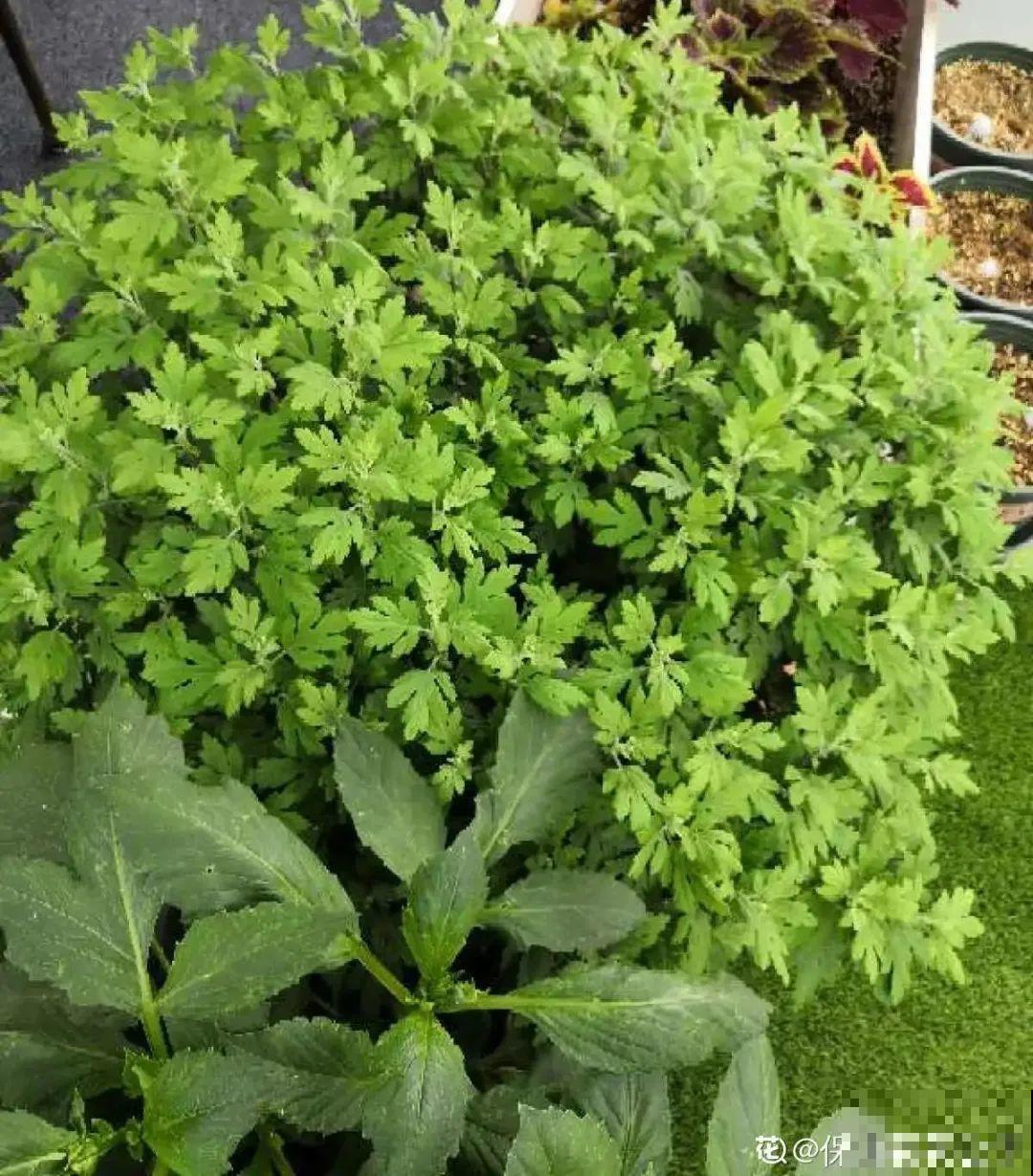 8种花开始慢慢睡醒了， 现在长得正旺，多浇水施肥， 开花更多！