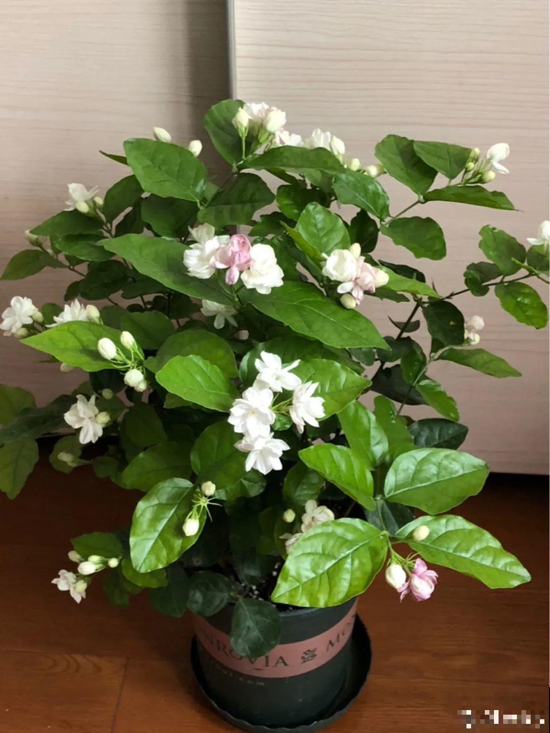 家里养了月季,花后使劲剪,越剪越开花,真省心 家里养了月季,花后使劲剪,越剪越开花,真省心