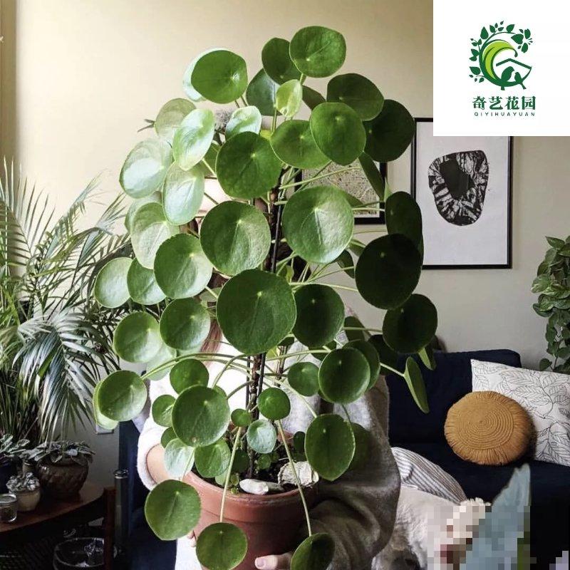 路边常见的几种花，养在花盆里也好看，颜值不是一般的高