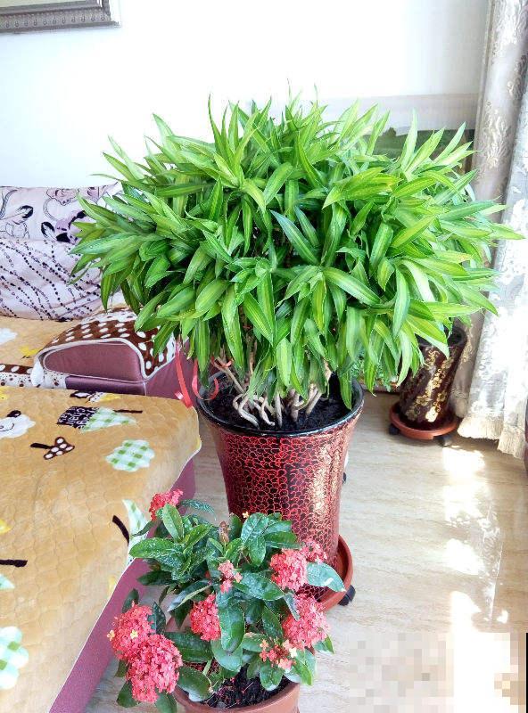 富贵的“堂兄弟”，个个颜值高，还特别好养活