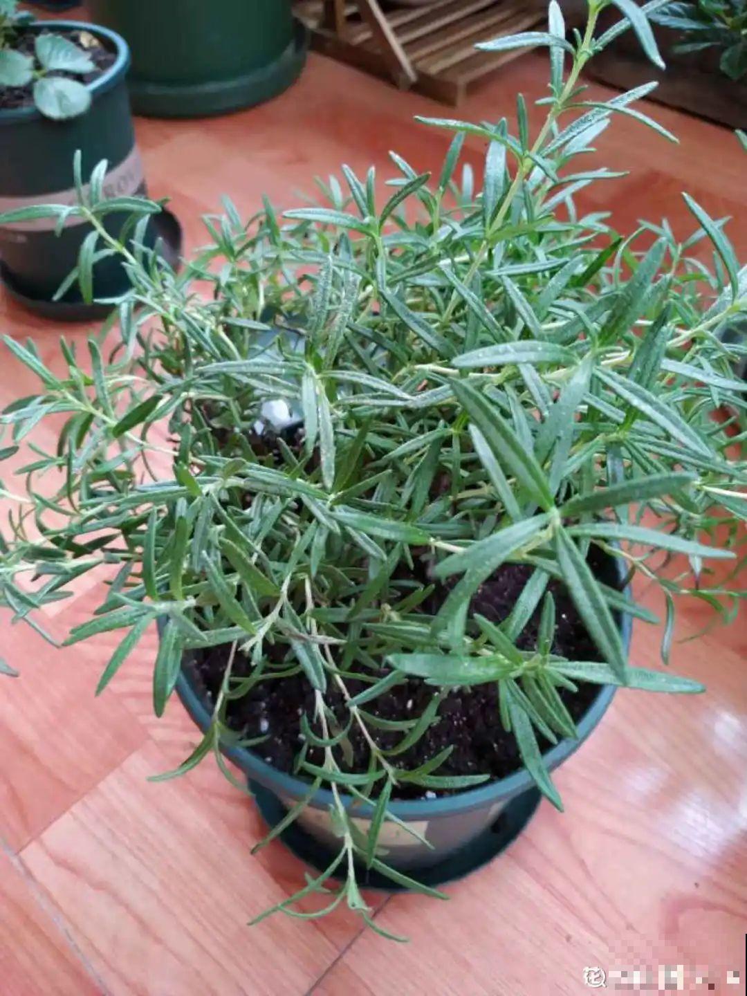 家里养盆香水花,满屋子飘香,还能净化空气 家里养盆香水花,满屋子飘香,还能净化空气