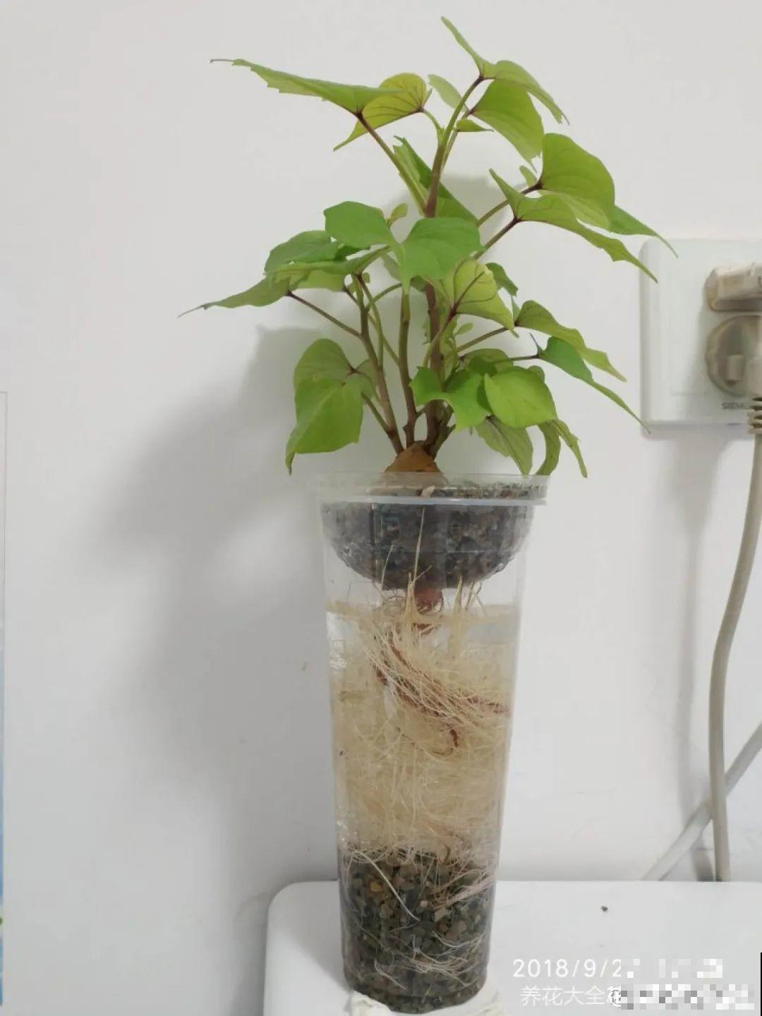 玉米棒子插水里，比绿植长得快，长成清新小盆栽