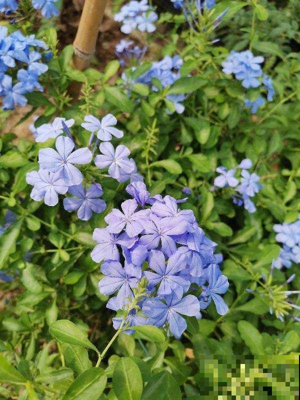 家里养的2种花,一年四季不招虫,干净好养开花多 家里养的2种花,一年四季不招虫,干净好养开花多