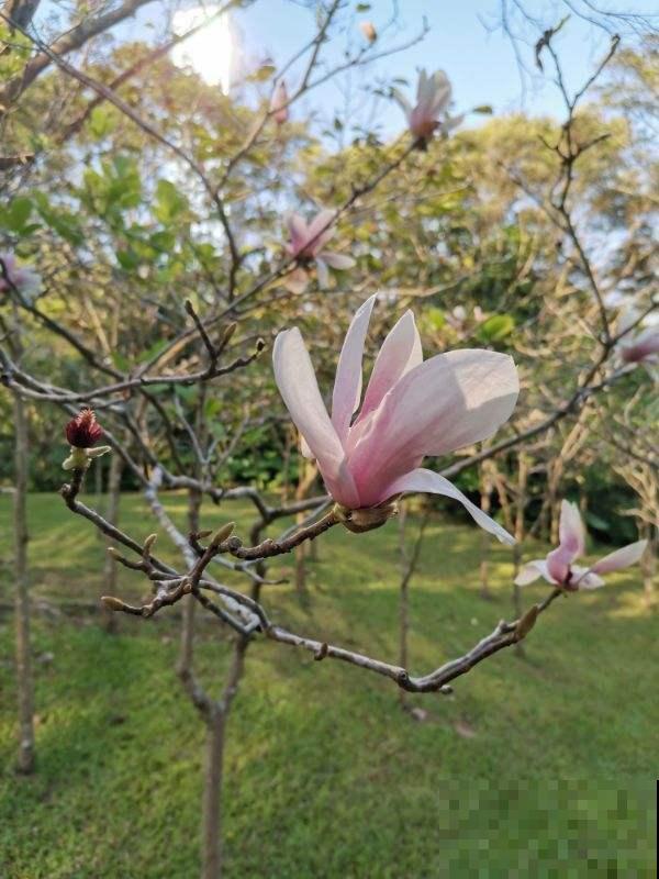 能做成手链的花,香气十足,花朵秀气端庄,开花超美 能做成手链的花,香气十足,花朵秀气端庄,开花超美