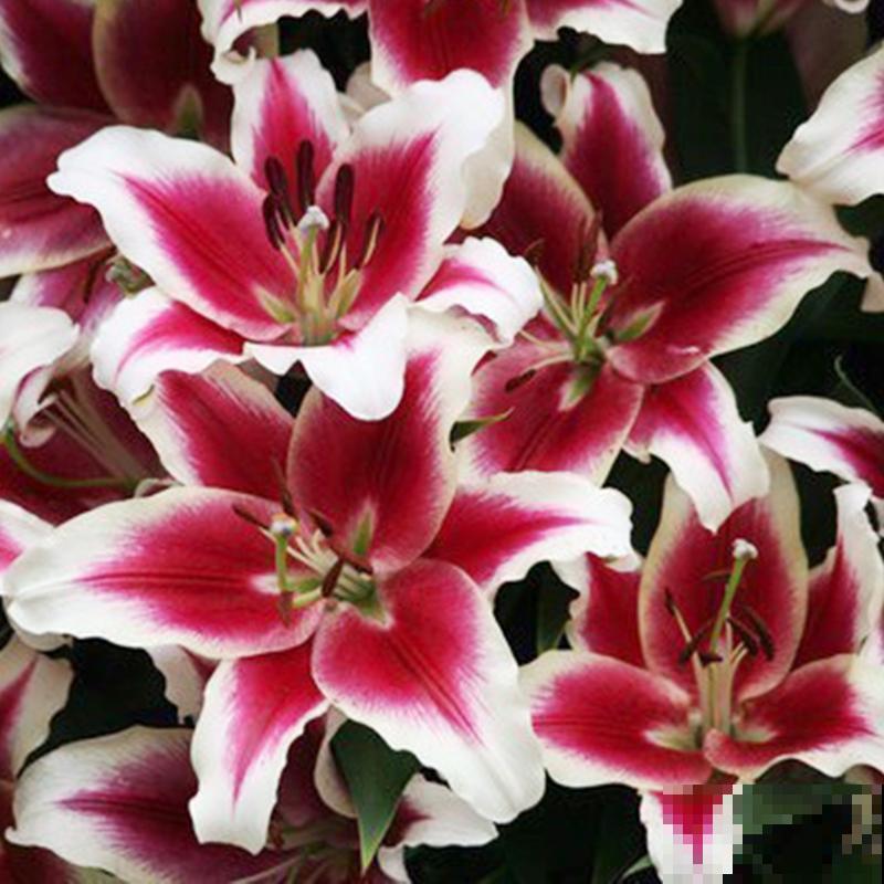 庭院里养些直立植物，院子层次感增强，搭配起来更好看