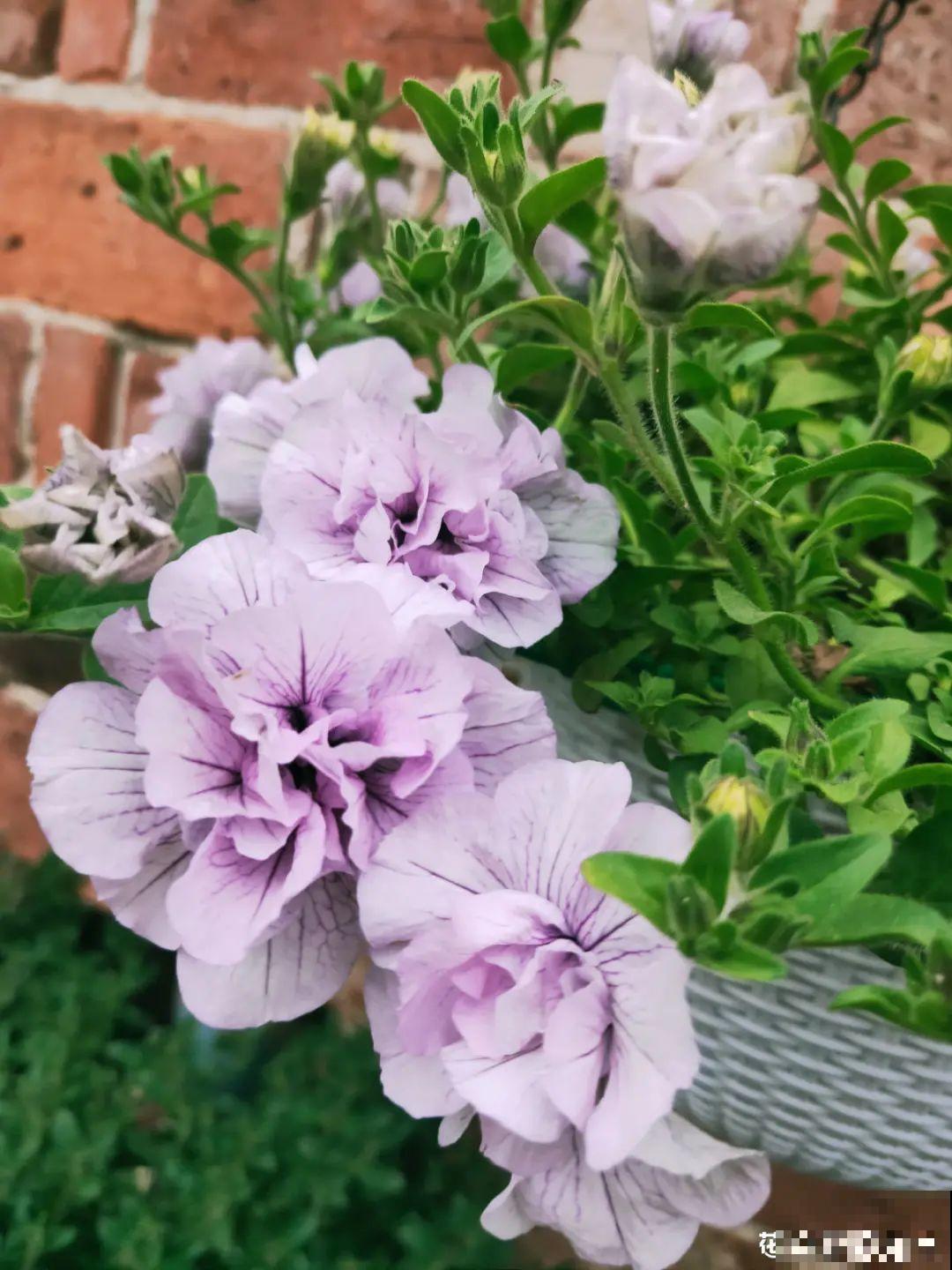 天热了，20种花最怕浇水，浇得越多，死得越快！