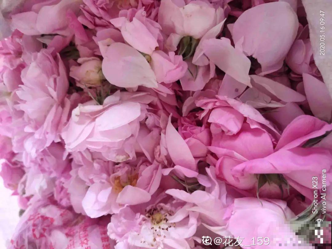 家里养盆香水花,满屋子飘香,还能净化空气 家里养盆香水花,满屋子飘香,还能净化空气