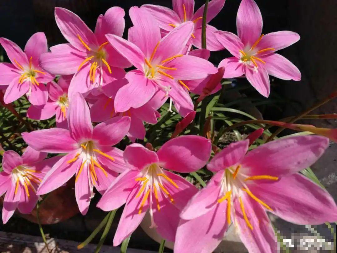 春天养花，就怕乱浇水，浇错水植物死的越快