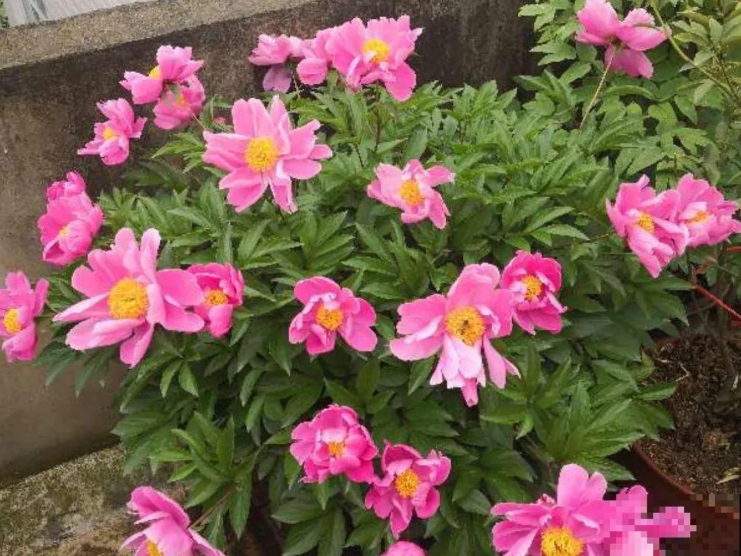 5月出门,收下这份百花图谱,啥花都能叫上名! 5月出门,收下这份百花图谱,啥花都能叫上名!