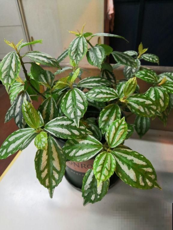 车里养盆小绿植，异味被吸走，观赏效果超好