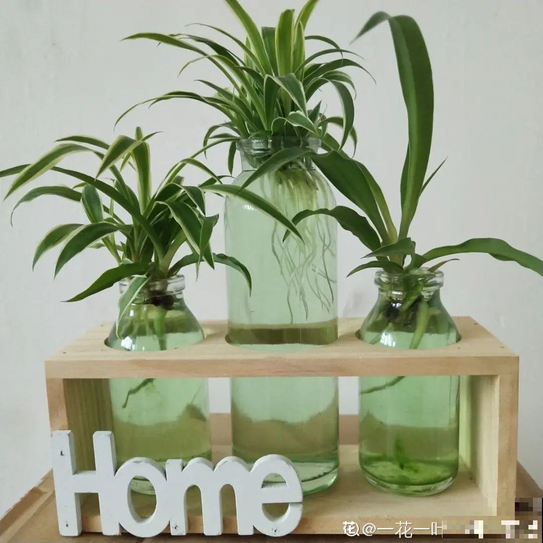 半死不活的花,扔水里,突然长疯了 半死不活的花,扔水里,突然长疯了