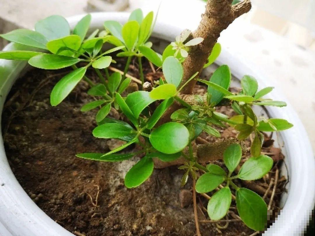 7种花要赶紧砍头,一头变多头,长得是真旺 7种花要赶紧砍头,一头变多头,长得是真旺