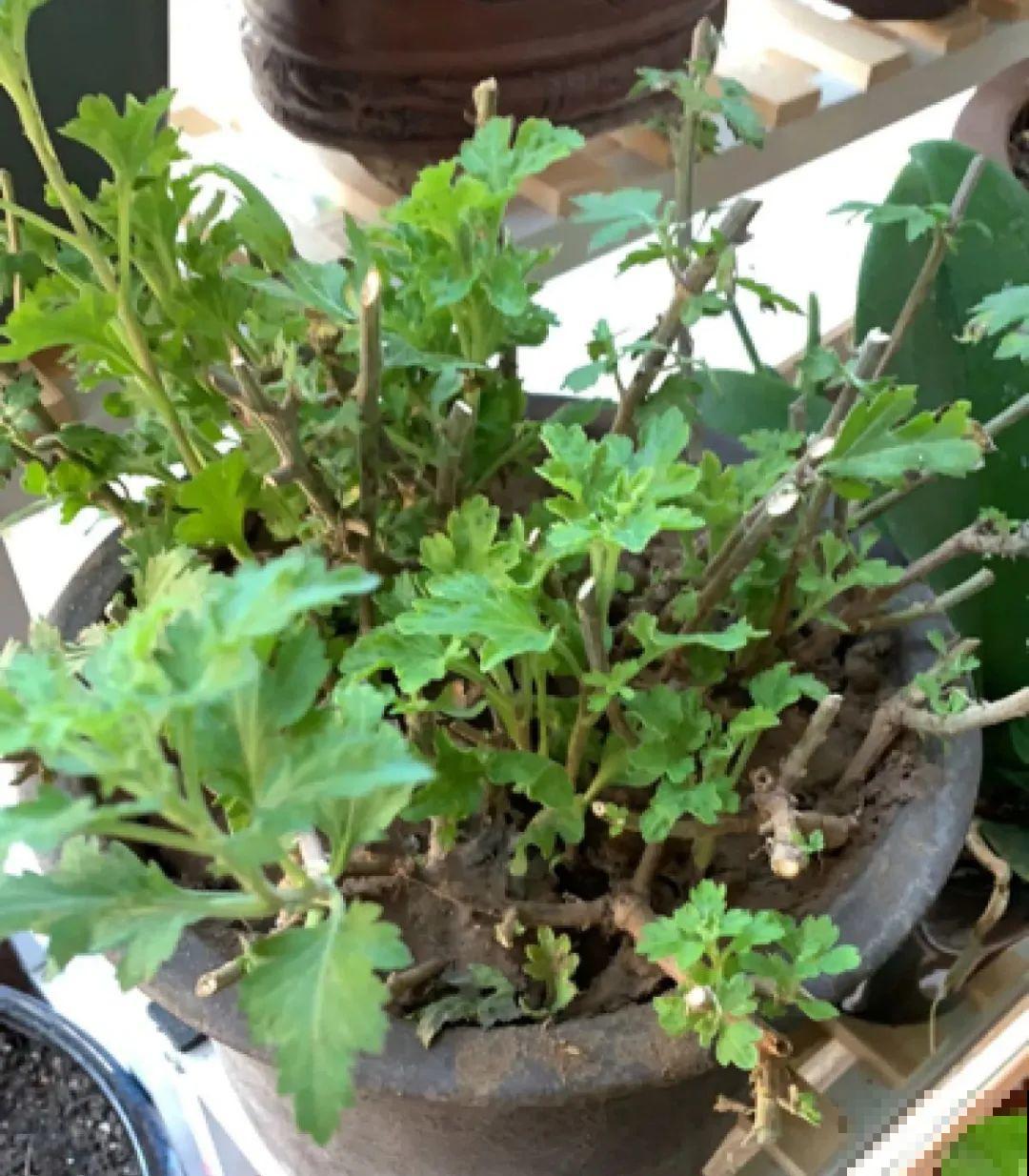 春天给花修剪,花才能呼呼开,俩月开爆盆 春天给花修剪,花才能呼呼开,俩月开爆盆