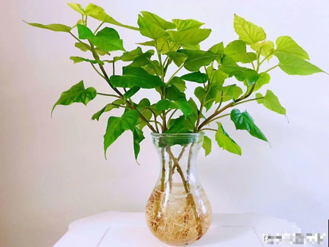 半死不活的花,扔水里,突然长疯了 半死不活的花,扔水里,突然长疯了