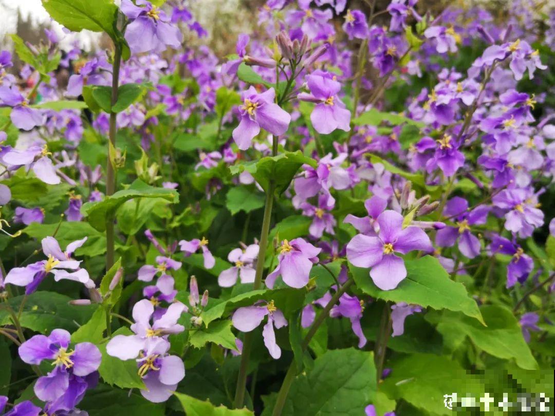家里养盆“省心”花,自己开花自己结种,不用再买花种了 家里养盆“省心”花,自己开花自己结种,不用再买花种了