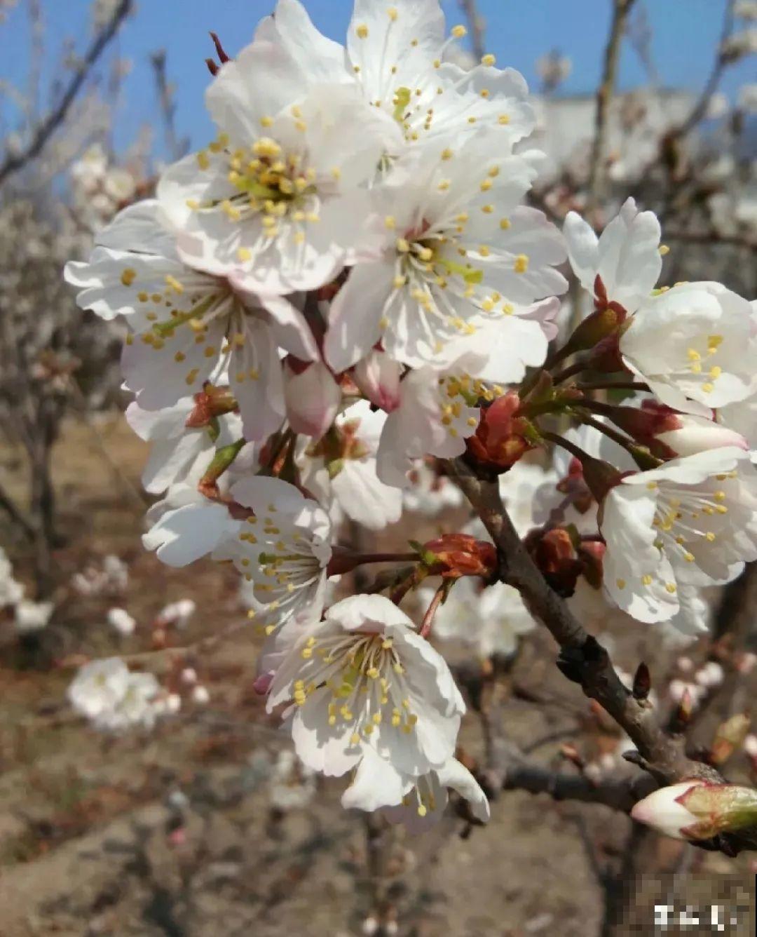 清明赏花，带上这份花卉图谱，变身行走的识花机器