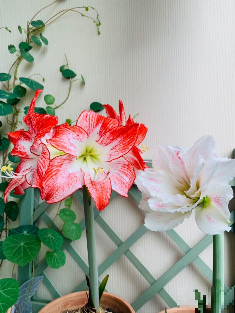 大神不外传的摄影技巧,学会给花拍照,每一张都超美 大神不外传的摄影技巧,学会给花拍照,每一张都超美