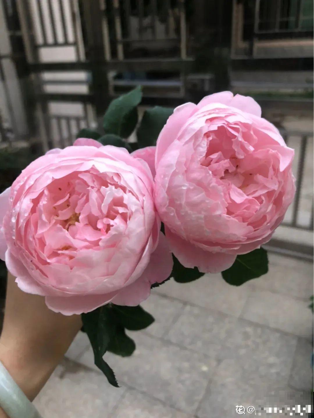 在家养盆“爆花战斗机”，只需要一盆，能开上百天不歇气！