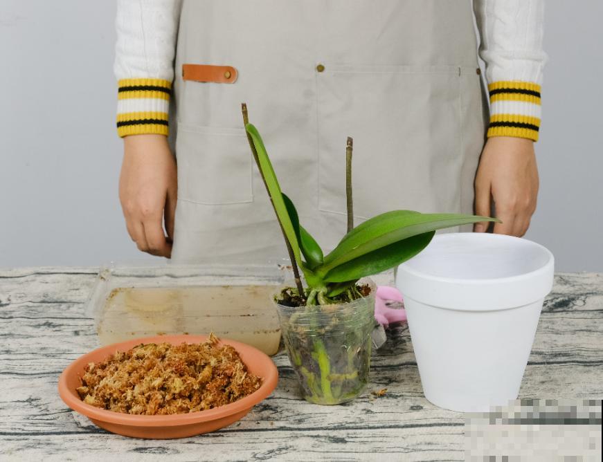 蝴蝶兰现在还不换盆，水苔容易发霉 ，越长越差劲