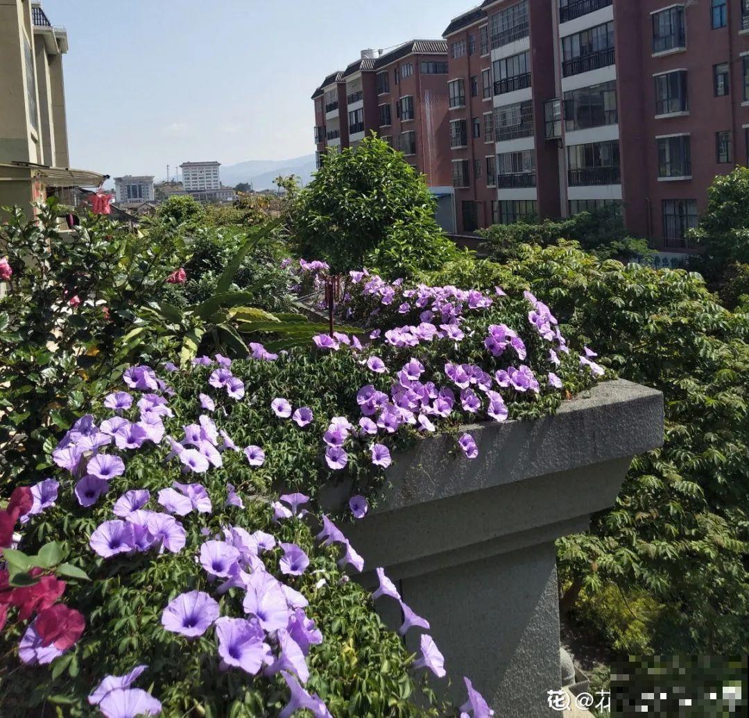 院子长出9种草，看到就铲除，留着就是大祸害