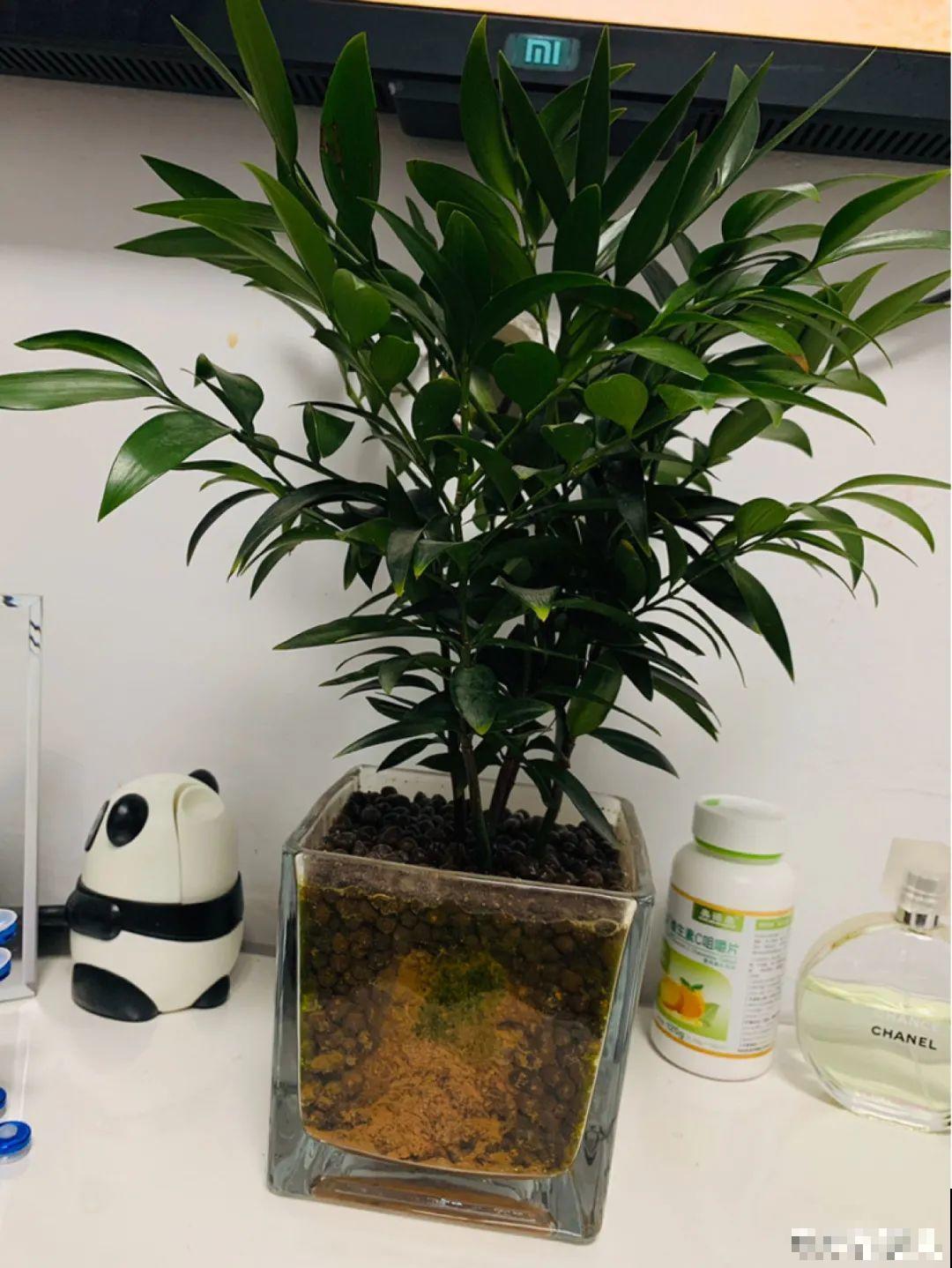 半死不活的花,扔水里,突然长疯了 半死不活的花,扔水里,突然长疯了