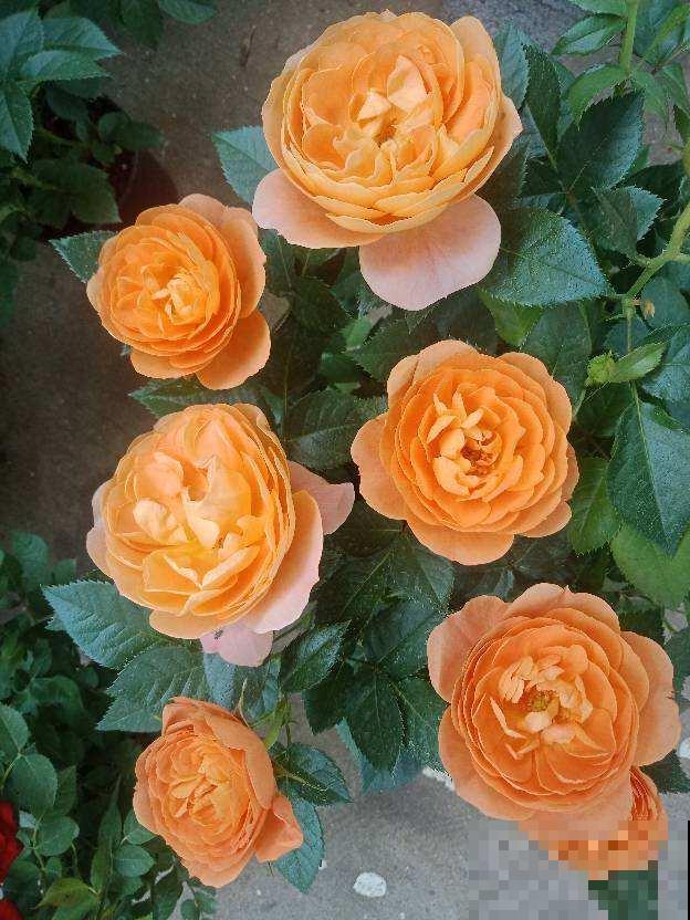 大火的果汁阳台，单朵花期15天，花量大还抗病