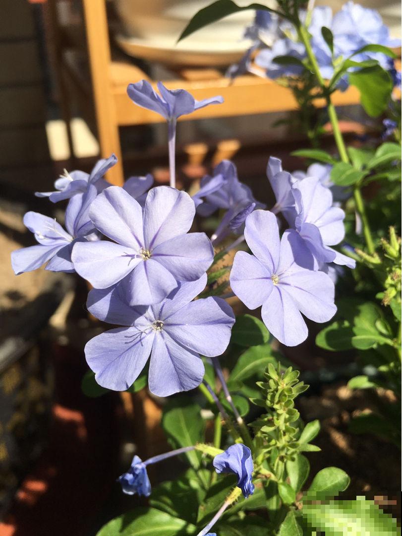 这5种花，只要养好一种，家里瞬间变成大花园