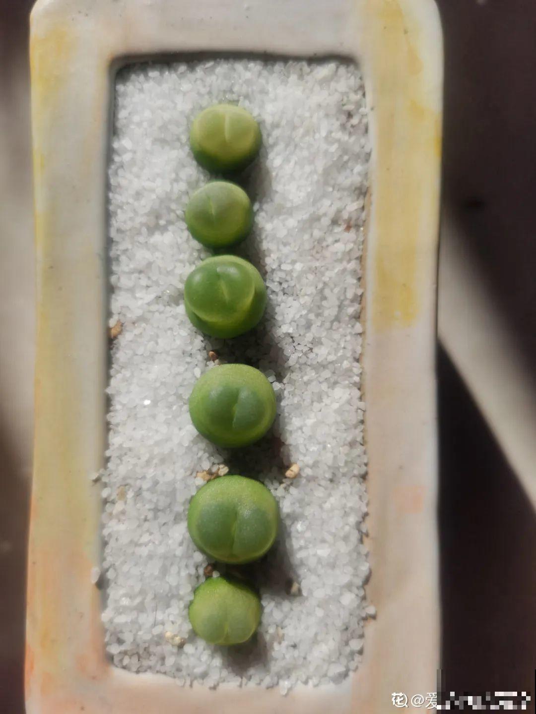 养多肉的人里，有一群“屁股花”爱好者，养的多肉超可爱